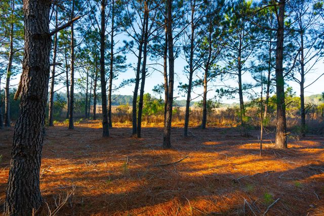 0 Rushland Landing Road, Johns Island, SC 29455