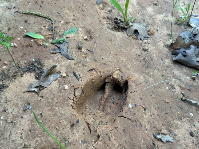 TBD County Road 1895, Sunset, TX 76270