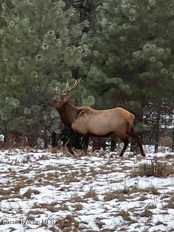 16155 N BUCKHORN RD, Hayden, ID 83835 photo 69