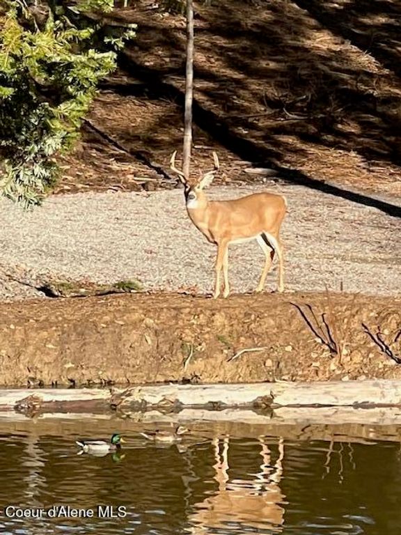 16155 N BUCKHORN RD, Hayden, ID 83835 photo 70