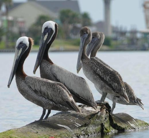 803 Cr 202, Sargent, TX 77414