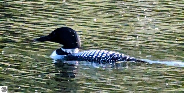 3231 Miller Drive, Sears, MI 49679