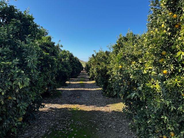 W Cajon Avenue, Woodlake, CA 93286