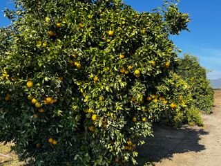 W Cajon Avenue, Woodlake, CA 93286