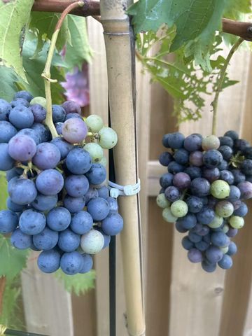 118 Wilcox Dr, Grovetown, GA 30813