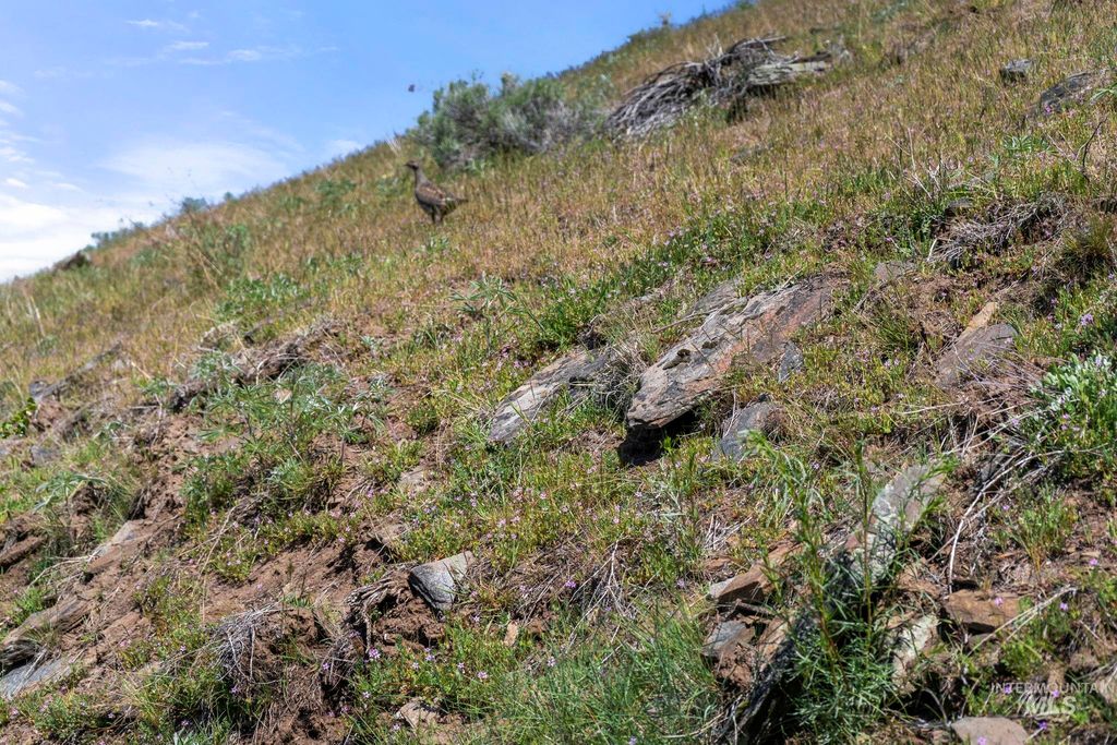 TBD Lightning Creek, Riggins, ID 83549 photo 12