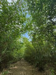 FAZZINI DRIVE, Frostproof, FL 33843