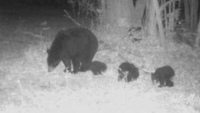 10544 N Lazy Lane, Bitely, MI 49309