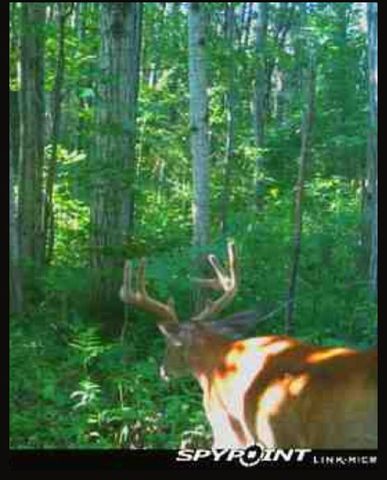 10544 N Lazy Lane, Bitely, MI 49309