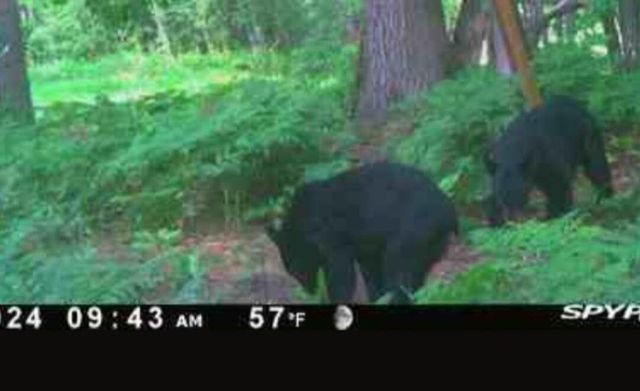 10544 N Lazy Lane, Bitely, MI 49309