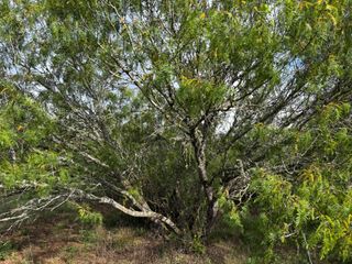 683 County Road 467, Thrall, TX 76578