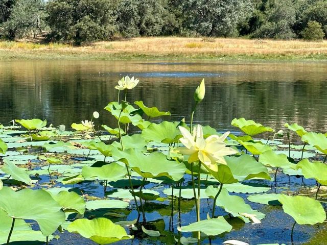 25258 Black Canyon Road, Santa Ysabel, CA 92070