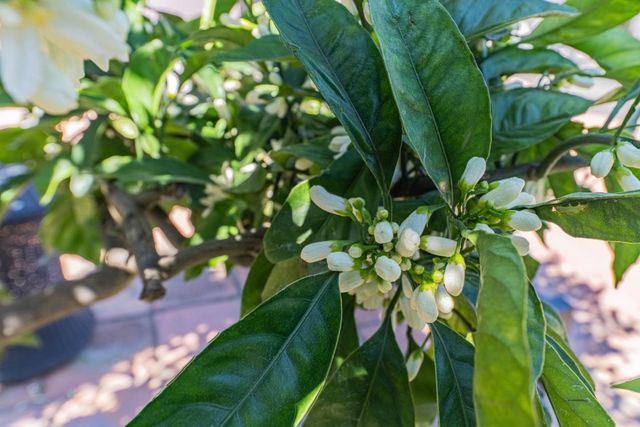 1211 Via Paraiso, Salinas, CA 93901