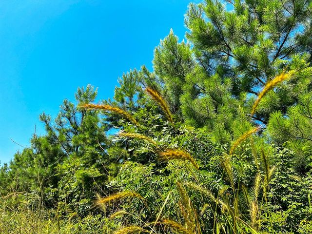 12 Carters Ferry Road, Milam, TX 75959