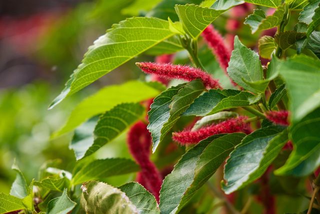 634 Laniolu Pl, Kihei, HI 96753