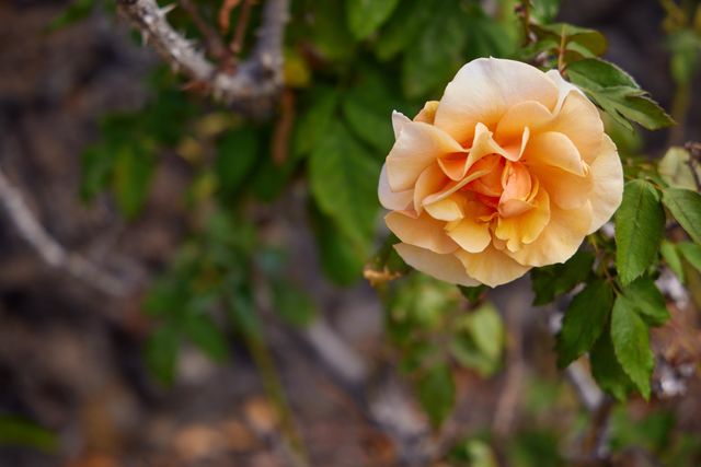 634 Laniolu Pl, Kihei, HI 96753