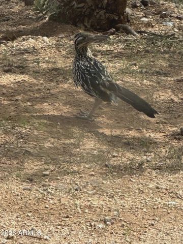 7530 W Bucking Horse Road, Sahuarita, AZ 85629