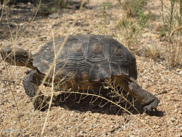 7530 W Bucking Horse Road, Sahuarita, AZ 85629