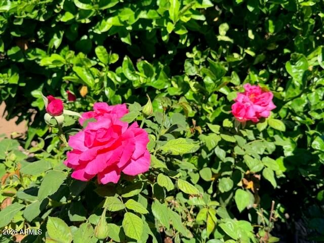 2798 E TEAKWOOD Place, Chandler, AZ 85249