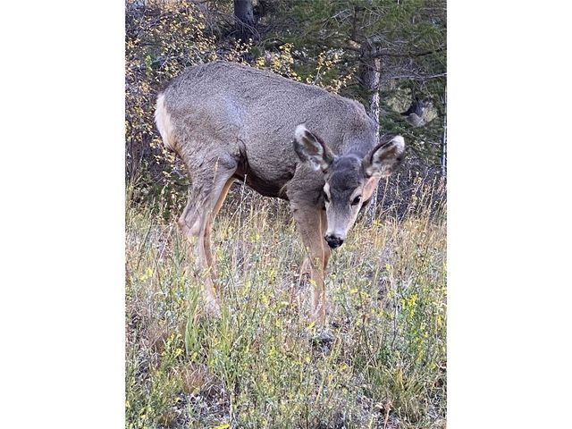 1901 Clear Creek Dr F-F304, Georgetown, CO 80444