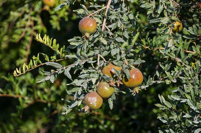 4617 Road 42, Alpaugh, CA 93201