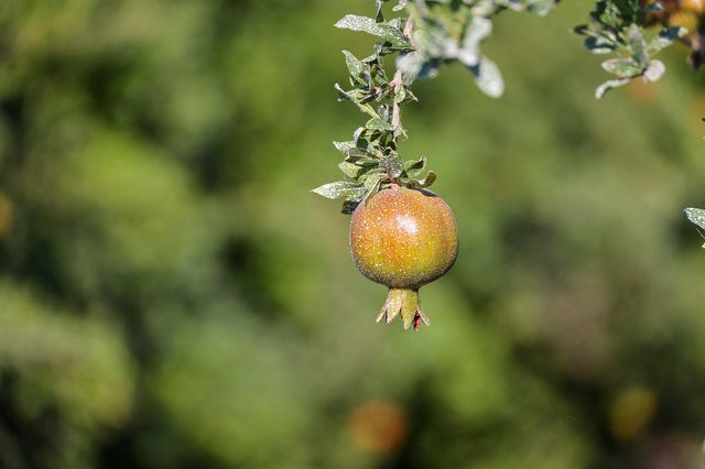 4617 Road 42, Alpaugh, CA 93201