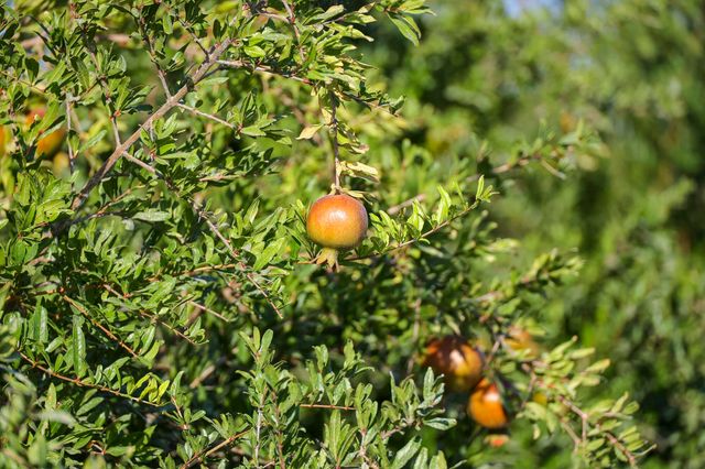 4617 Road 42, Alpaugh, CA 93201