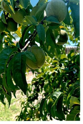 10419 Cimmeron Trail Drive, Adelanto, CA 92301