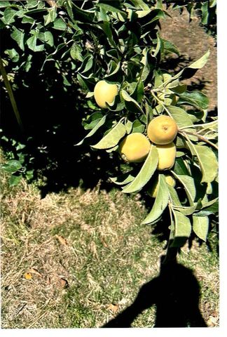 10419 Cimmeron Trail Drive, Adelanto, CA 92301