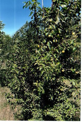 10419 Cimmeron Trail Drive, Adelanto, CA 92301