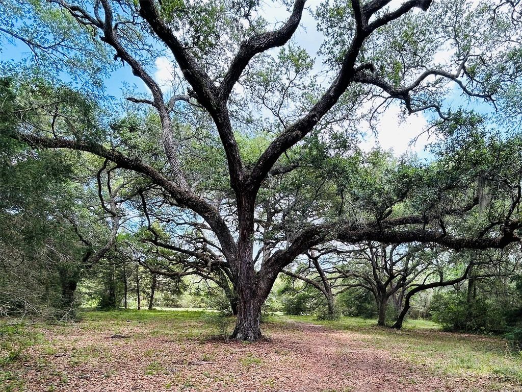 50 Acres Dunlavy, Cat Spring, TX 78933