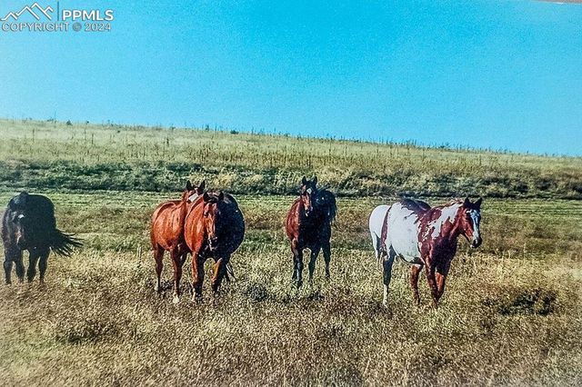 6597 S Highway 83, Franktown, CO 80116