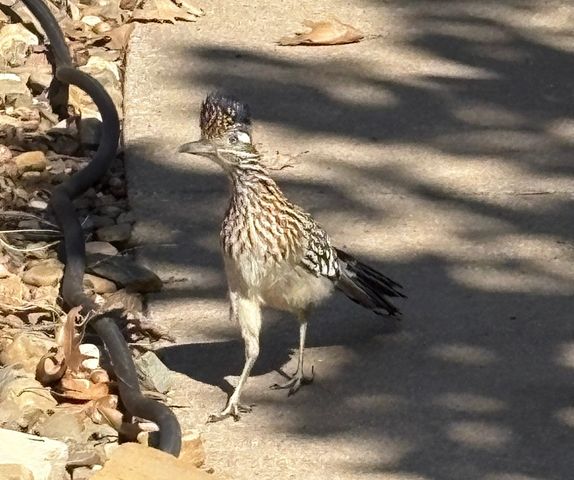 633 Highland Meadows Drive, Highland Village, TX 75077