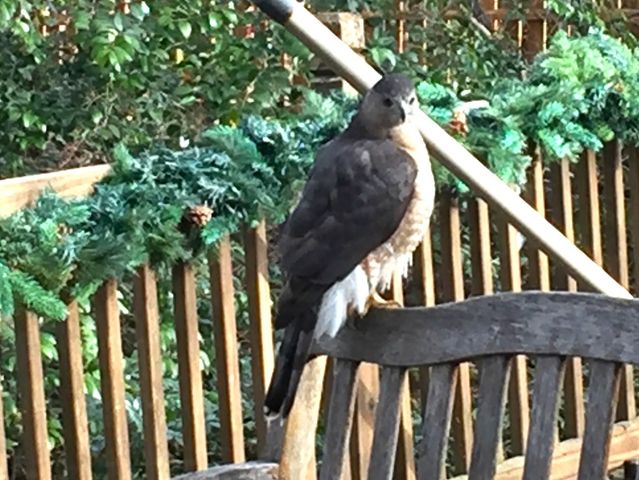 633 Highland Meadows Drive, Highland Village, TX 75077