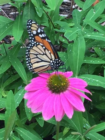 633 Highland Meadows Drive, Highland Village, TX 75077