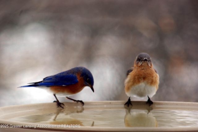 5525 N Williamston Road, Williamston, MI 48895