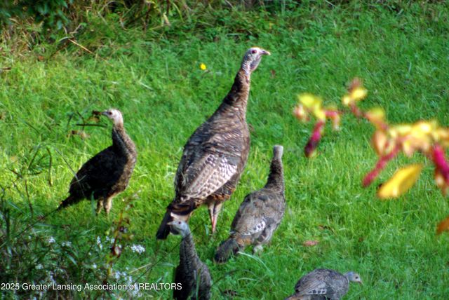 5525 N Williamston Road, Williamston, MI 48895