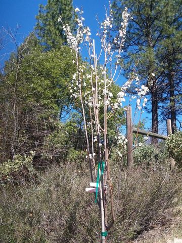 15528 Ca-49, Camptonville, CA 95922