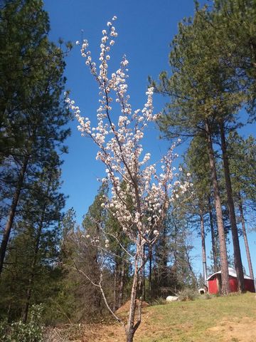 15528 Ca-49, Camptonville, CA 95922