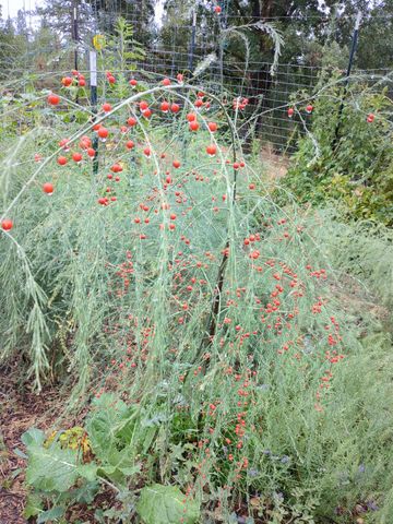 15528 Ca-49, Camptonville, CA 95922