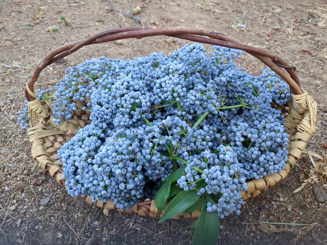 15528 Ca-49, Camptonville, CA 95922