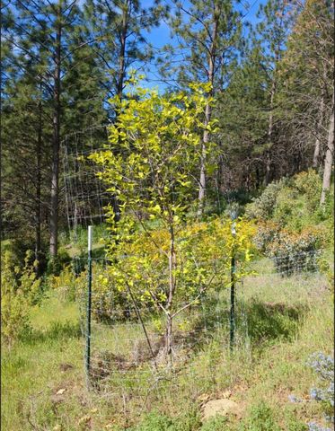 15528 Ca-49, Camptonville, CA 95922