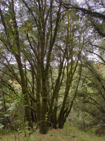 15528 Ca-49, Camptonville, CA 95922