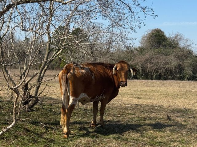 0 West Road, Navasota, TX 77868