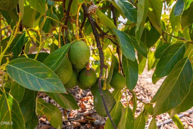 5275 N Creston Lane, Somis, CA 93066