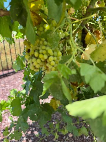 9173 Vervain Way, Sacramento, CA 95829