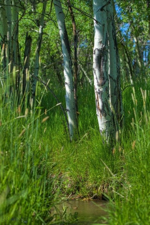 13830 (Tract B) Cottonwood Road, Bozeman, MT 59718 photo 3