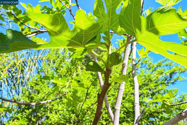 4151 Storey Lane, Concord, CA 94518