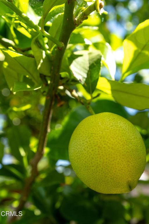 Image 29 of property listing at 12159 Hoyt Street, Sylmar, CA 91342