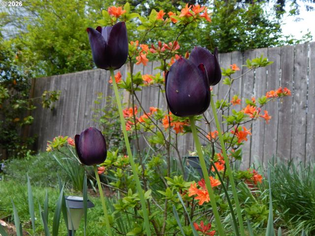 14085 Sw LINDA Ln, Beaverton, OR 97006